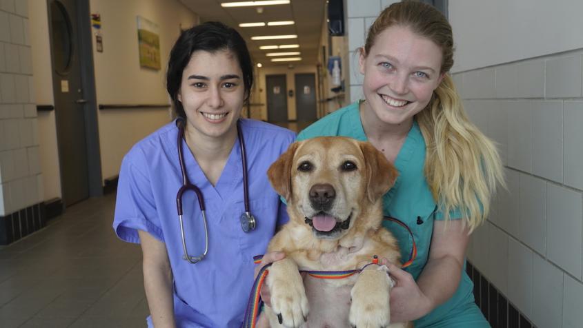 Veterinarians, Physicians Team Up To Tackle Rare Canine Open-heart ...